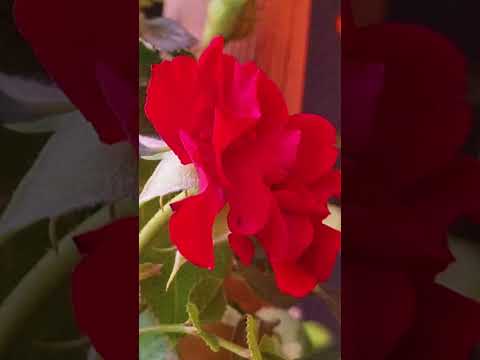 گل جدید در اتاق بنده